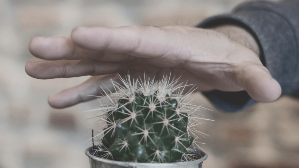 sur la main d'une personne prête à saisir un cactus